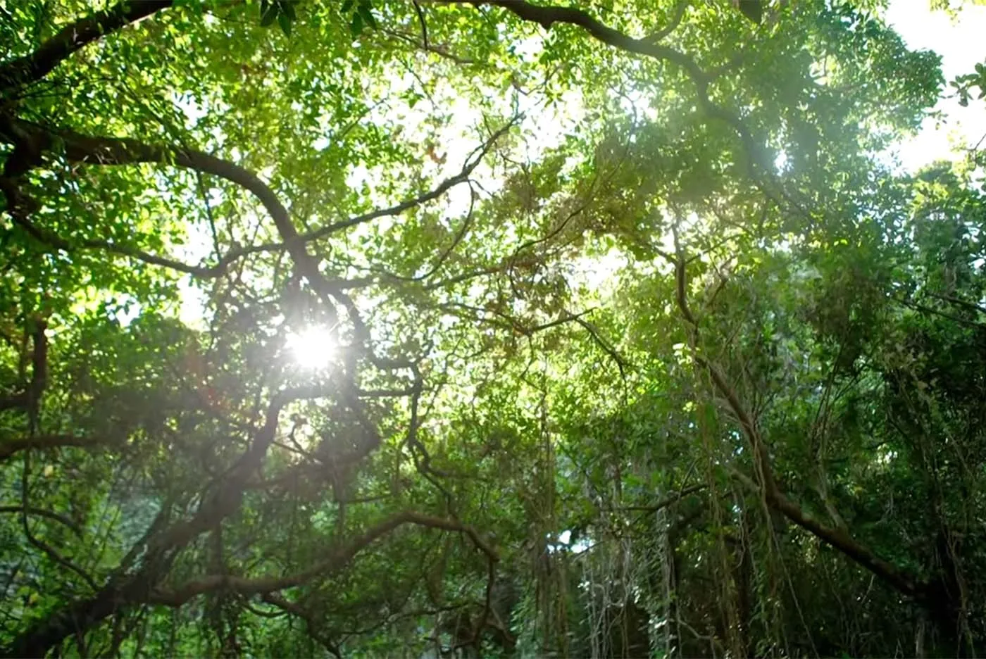 ウォルフブロイ　ウォルフラム・オーピッツ｜末吉公園