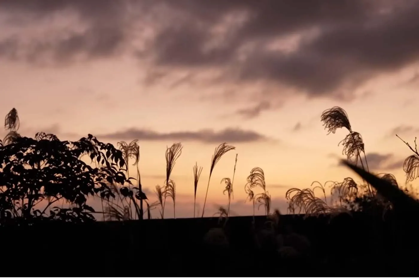 真珠 店主 仲村起代文｜西のアザナ