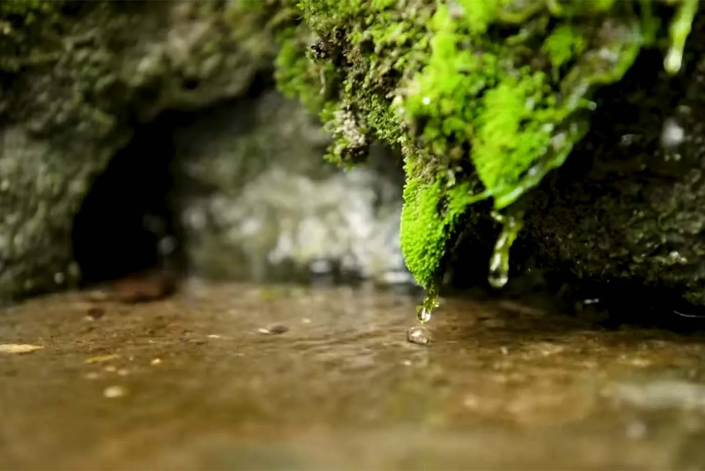 照屋食品 代表取締役社長 照屋ゆきの｜宝口樋川