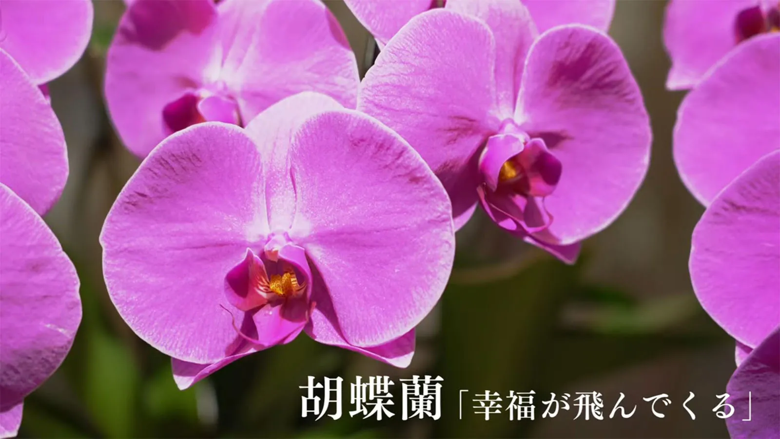 首里にある真心 ─ 首里ガーデン